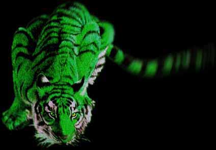 tiger